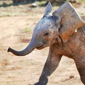 Meet your Posher, Alisha